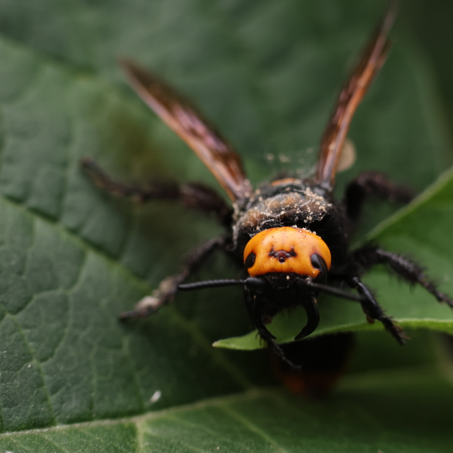 Megascolia maculata - óriás-tőrösdarázs
