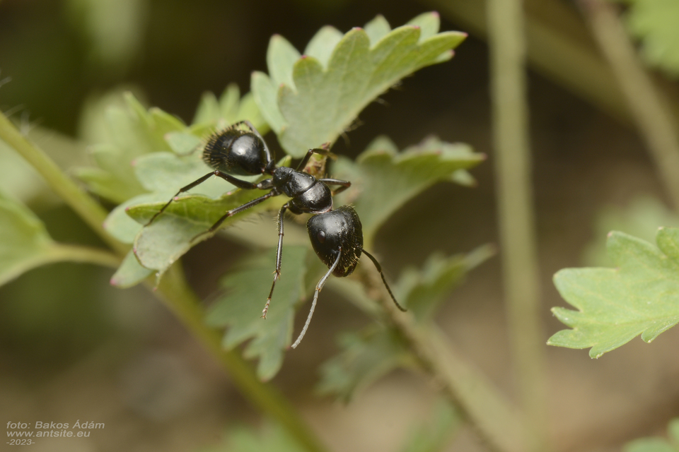 Camponotus aethiops - szőrös lóhangya