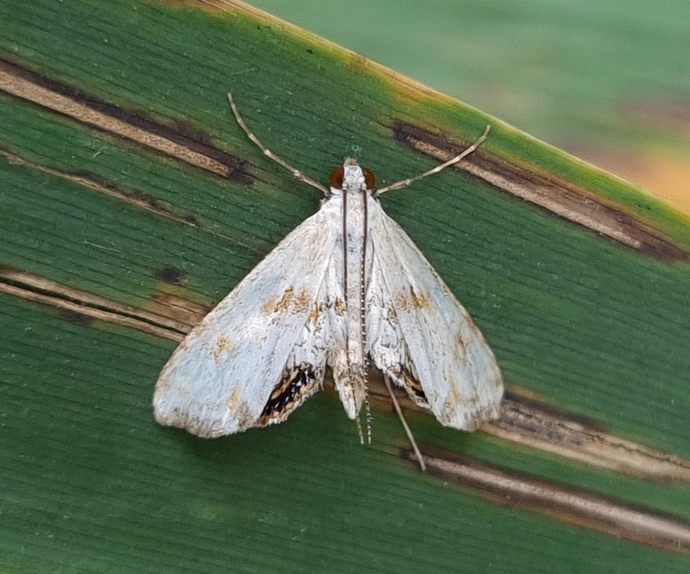Cataclysta lemnata - békalencsemoly