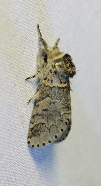 Furcula furcula - szürke púposszövő