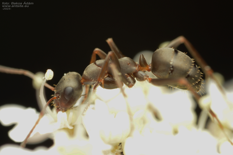 Formica cunicularia - gyakori rabszolgahangya