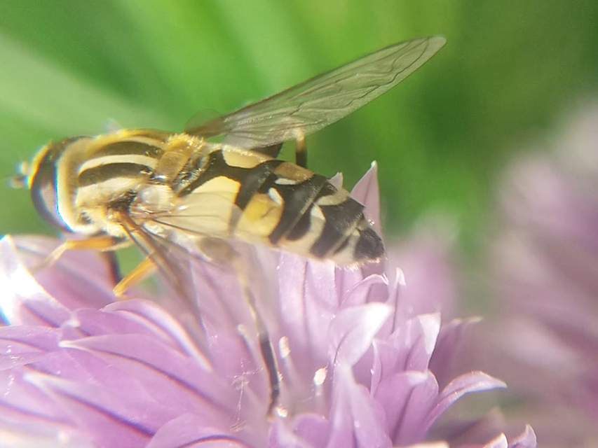 Helophilus trivittatus - nagy mocsárilégy