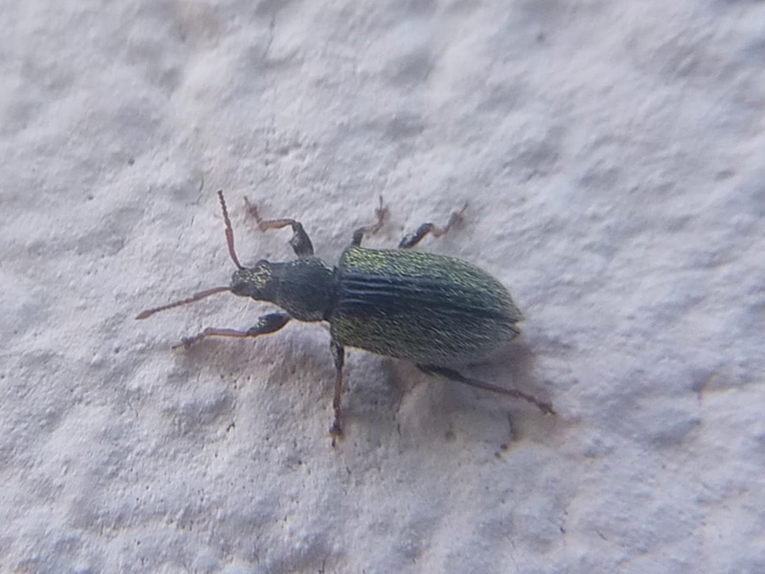 Phyllobius betulinus - változékony levélormányos
