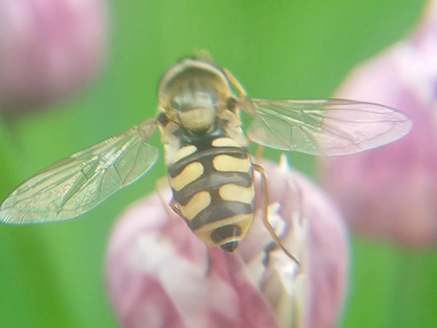 Eupeodes