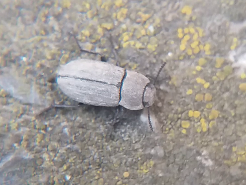 Gonocephalum granulatum pusillum
