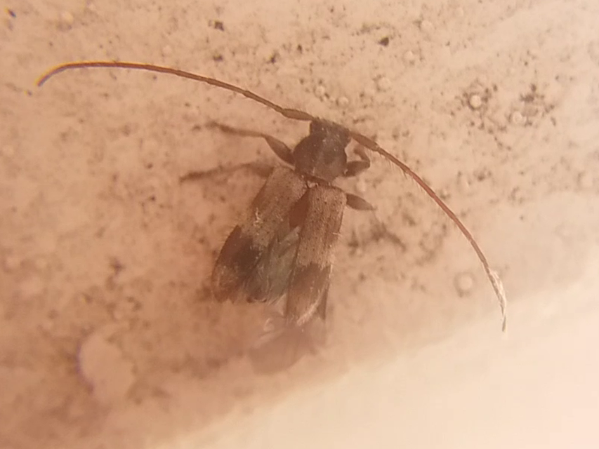 Exocentrus lusitanus - hársfa-rőzsecincér