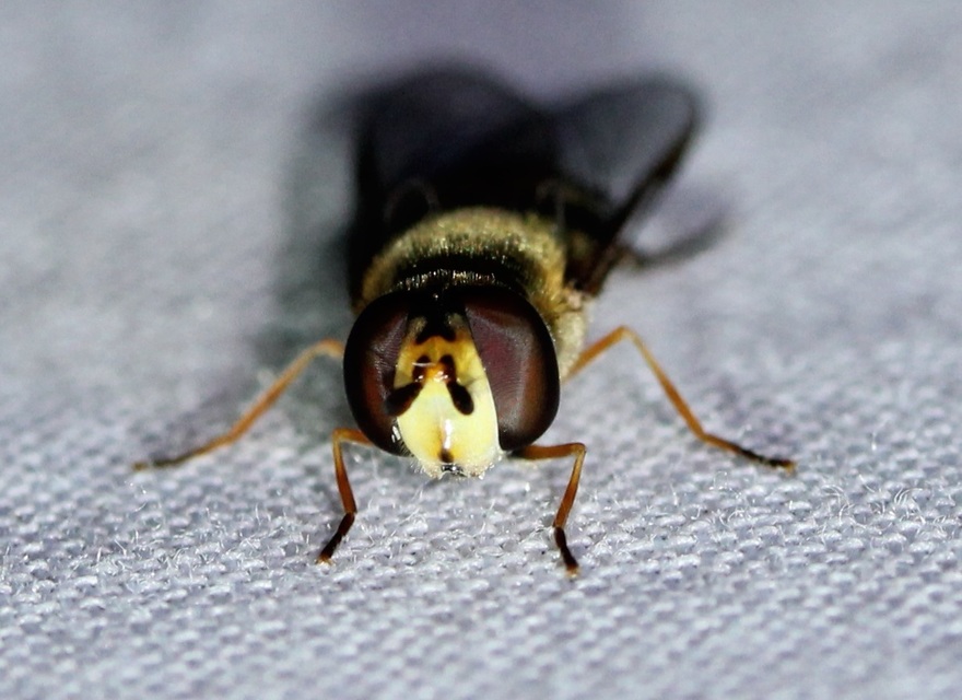 Eupeodes