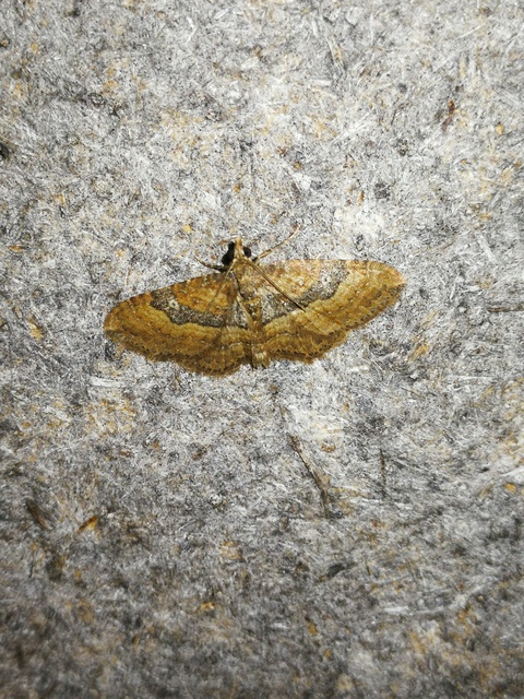 Orthonama obstipata - vándoraraszoló