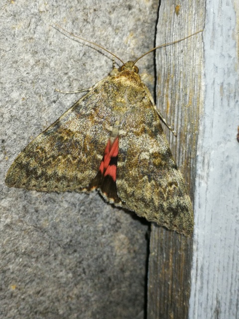 Catocala elocata - közönséges övesbagoly