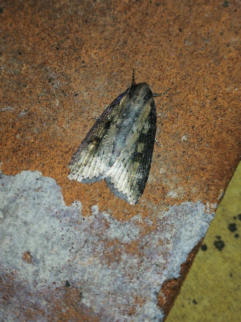 Chilodes maritima - négyfoltos nádibagoly