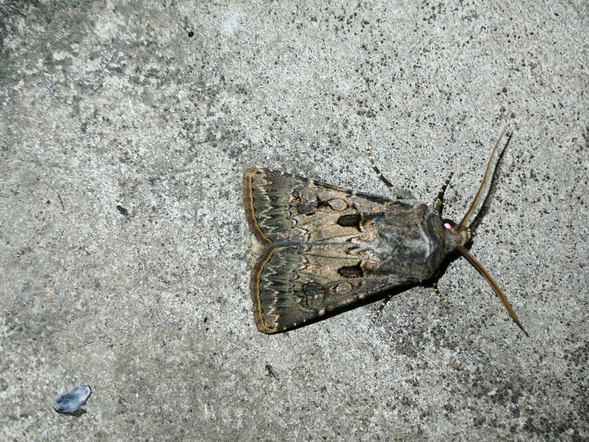 Agrotis bigramma - kétjegyű földibagoly