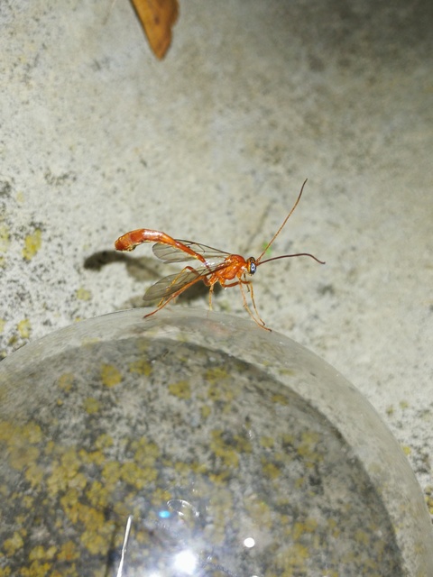 Ophion