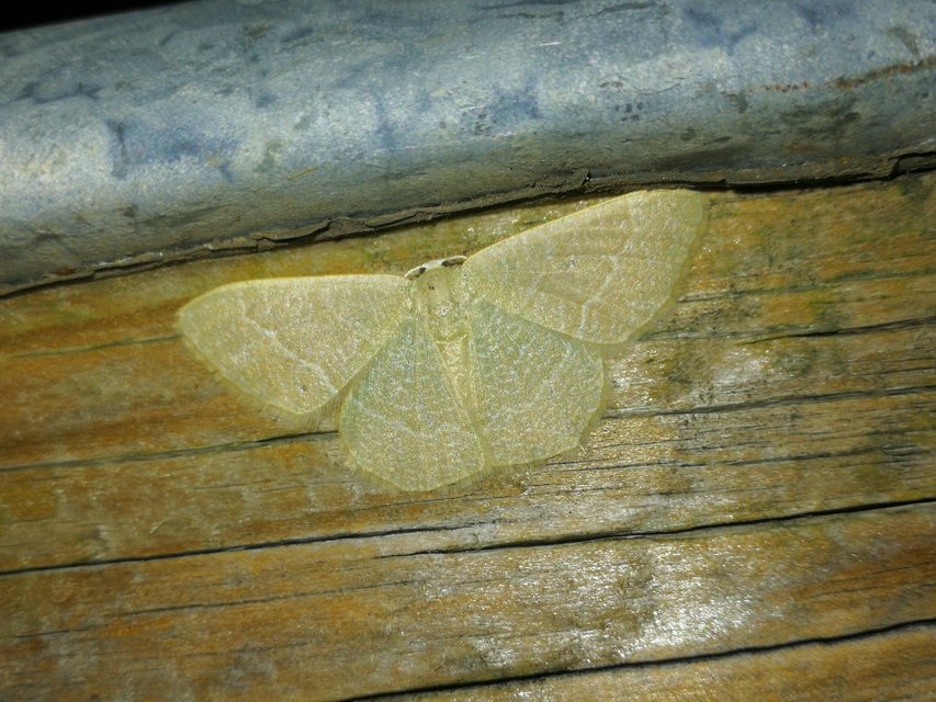 Phaiogramma etruscaria - fehérpettyes zöldaraszoló