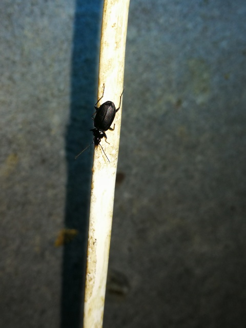 Agonum Agonum