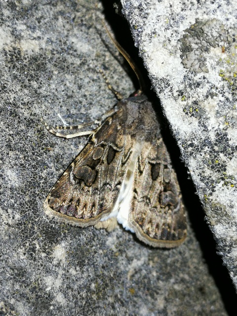 Agrotis bigramma - kétjegyű földibagoly