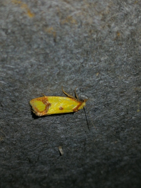 Agapeta zoegana - barnacsíkos sárgamoly