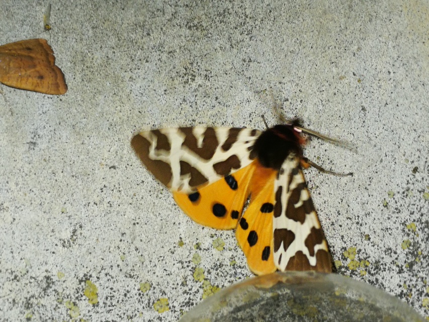 Arctia caja - közönséges medvelepke
