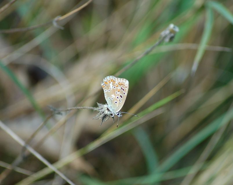 Polyommatus coridon - ezüstkék boglárka