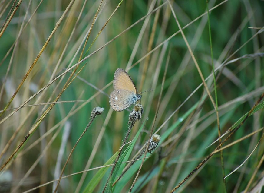 Coenonympha glycerion - közönséges szénalepke