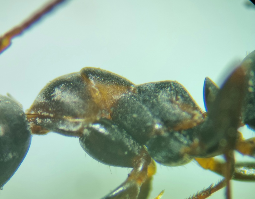 Formica cunicularia - gyakori rabszolgahangya