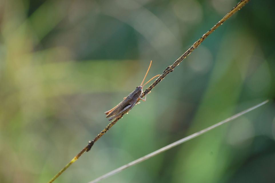 Chorthippus (Chorthippus) (subgenus)