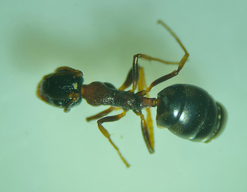 Dolichoderus quadripunctatus - négypettyes erdeihangya