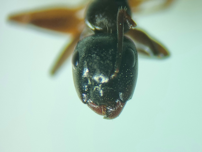 Camponotus fallax - ligeti lóhangya