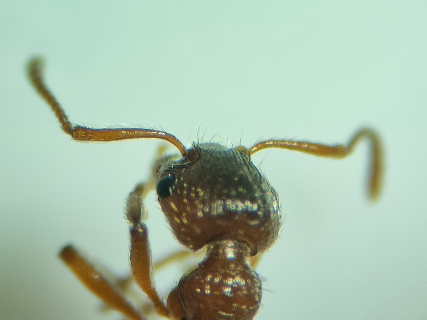 Myrmica rubra - közönséges bütyköshangya