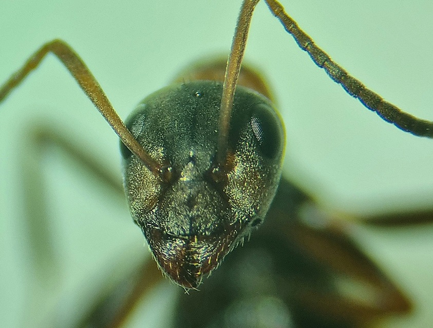 Formica rufibarbis - vörös rabszolgahangya