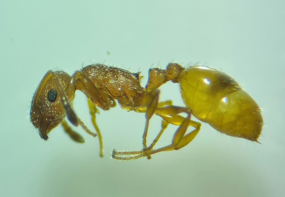 Temnothorax unifasciatus - gyűrűs kéreghangya