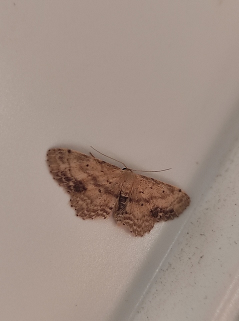Idaea dimidiata - gyakori apróaraszoló