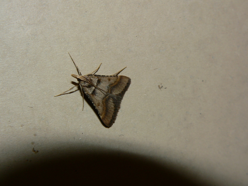 Stemmatophora brunnealis - barna fényilonca
