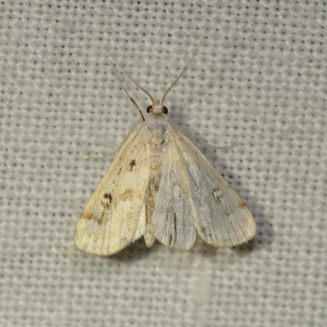 Parapoynx stratiotata - közönséges vízimoly