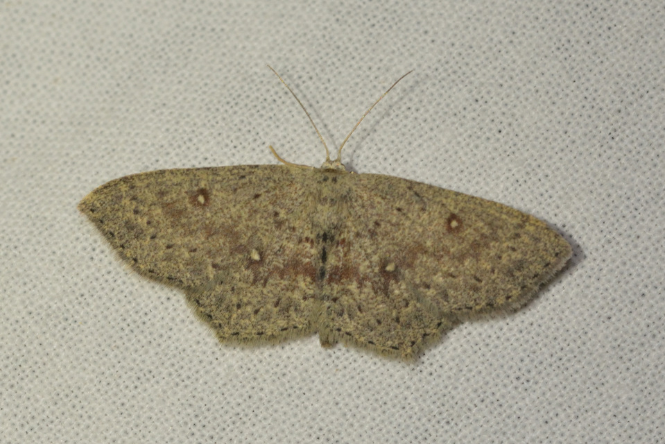 Cyclophora pendularia - fűzfa-pettyesaraszoló