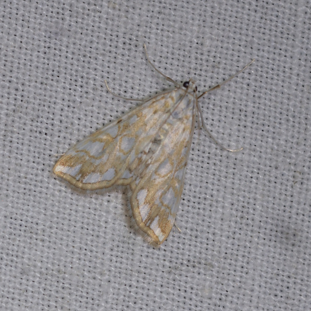 Elophila nymphaeata - tarka vízimoly