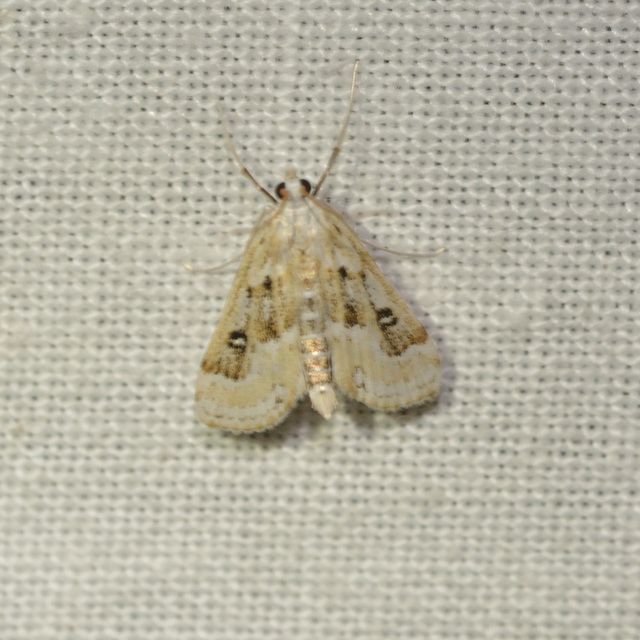 Parapoynx stratiotata - közönséges vízimoly