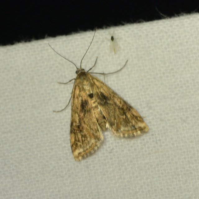 Cataclysta lemnata - békalencsemoly
