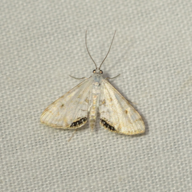 Cataclysta lemnata - békalencsemoly