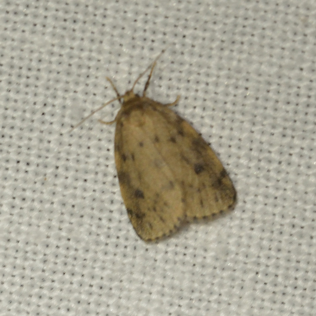 Thumata senex - mocsári medvelepke