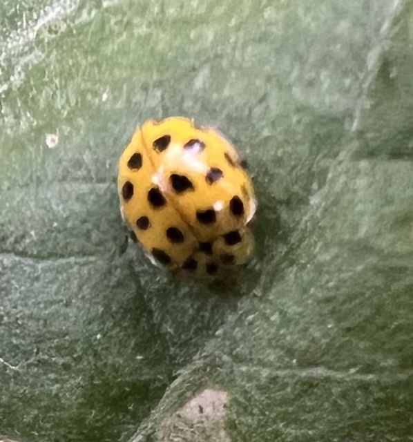 Psyllobora vigintiduopunctata - huszonkétpettyes katica