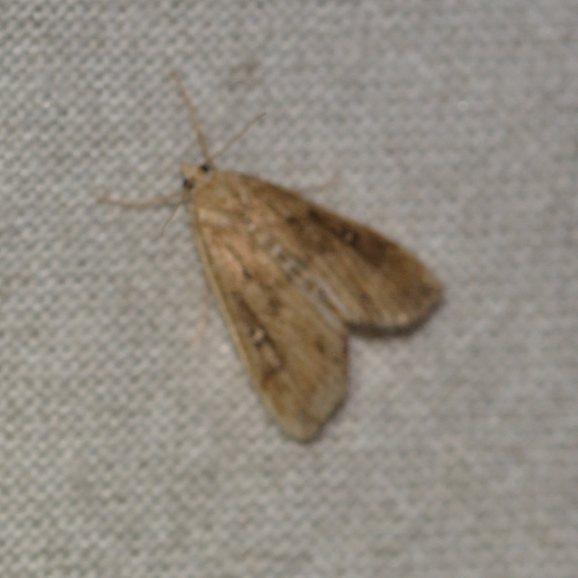 Parapoynx stratiotata - közönséges vízimoly
