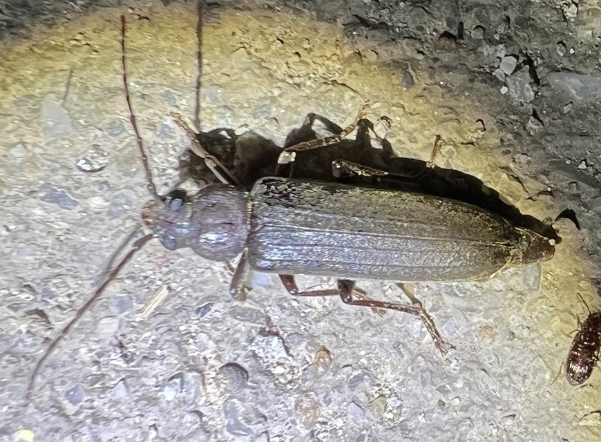 Arhopalus rusticus - gödrösnyakú cincér