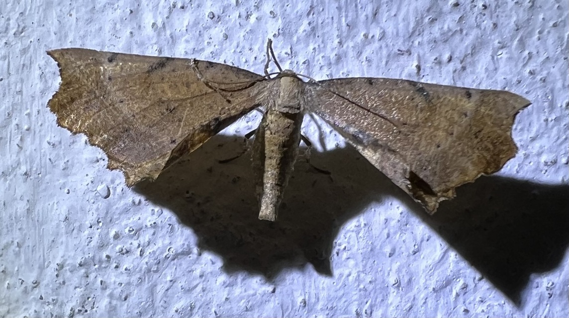 Artiora evonymaria - kecskerágó-araszoló