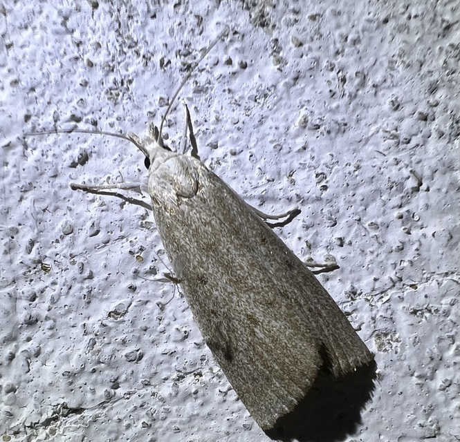 Calamotropha paludella - barna nádlevélmoly
