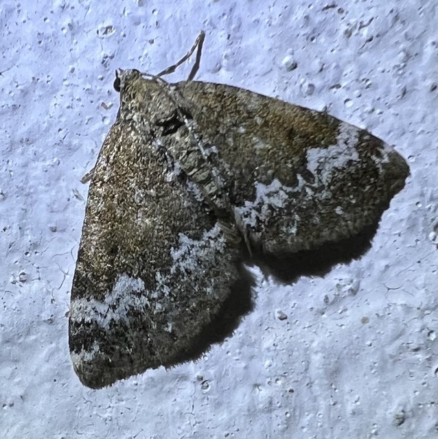 Perizoma alchemillata - árvacsalán-araszoló