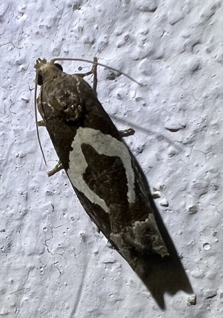Epiblema foenella - kampósfoltú tükrösmoly