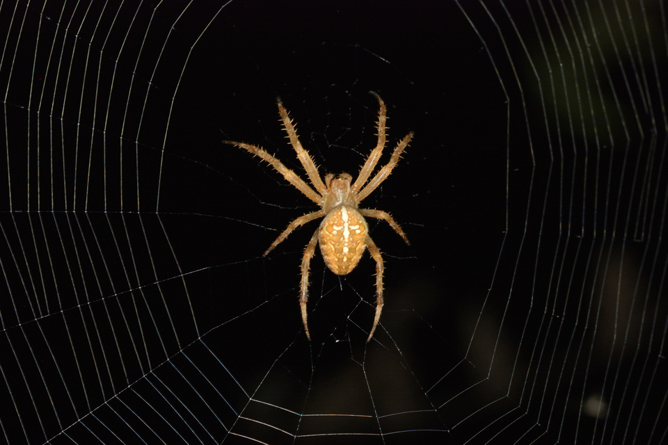 Araneus diadematus - koronás keresztespók