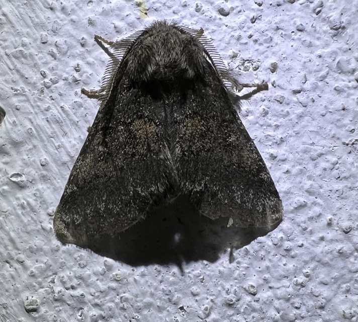 Gluphisia crenata - kormos púposszövő
