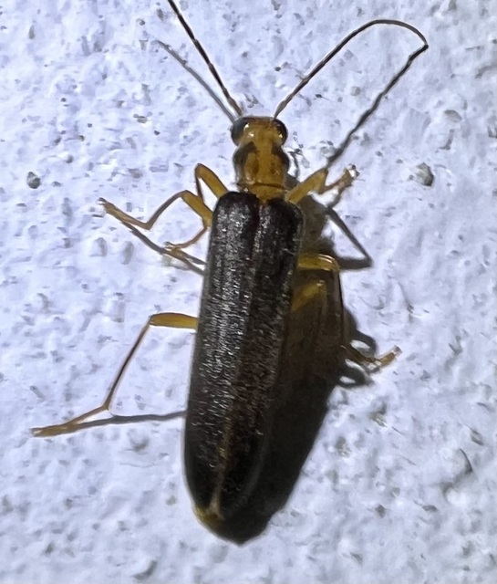 Nacerdes carniolica - karnóliai álcincér