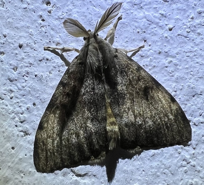 Lymantria monacha - apácalepke